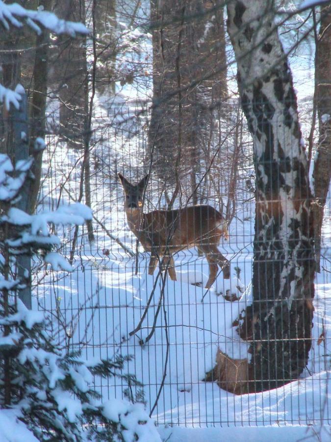 Willa Pod Zlota Morwa Swieta Katarzyna  Eksteriør bilde